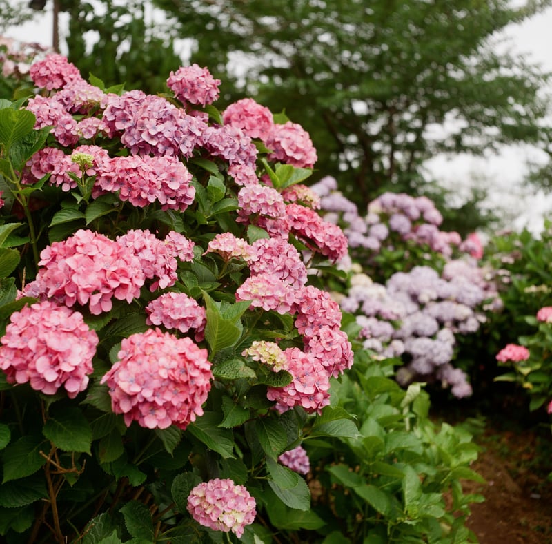 おれが撮るとどんなに工夫したつもりでも、どこかで見たような写真にしかならない。
紫陽花って難しい…