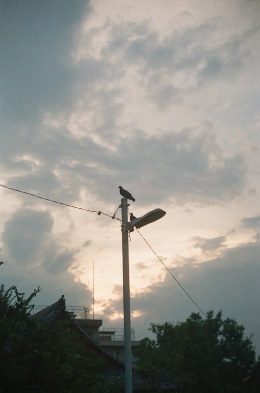 夕暮れを眺める鳩。