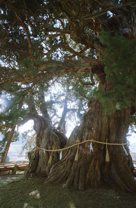 企画展「My Favorite Tree」出展作品（2025）

故郷の町にかつてあった小さな産院の隣にそびえ立つ真柏。
遠目には小さな森にも見えるこの木は、
この町で生まれ育った人々を今でも見守っている。

※　※　※　※　※

4/27〜5/3に大阪帝塚山のライムライトで開催されていた企画展に出展していた作品。
小豆島の宝生院というお寺の境内に立つ推定樹齢1600年の真柏です。
自分含めうちの兄弟は全員このお寺の隣にかつてあった小さな産院で生まれていて、勝手にこの真柏を守り神みたいに思ってたんやけど、大阪で知り合った同じ町出身(かつ同じ産院)の人にそれを言ったら「あの産院で生まれた人はみんな思ってますよ」と言われたのでした。

ちなみに、この企画展の主催者をこの木に案内したことがあり、その時にこの企画展を思いついたというのはここだけの裏話です。（笑）