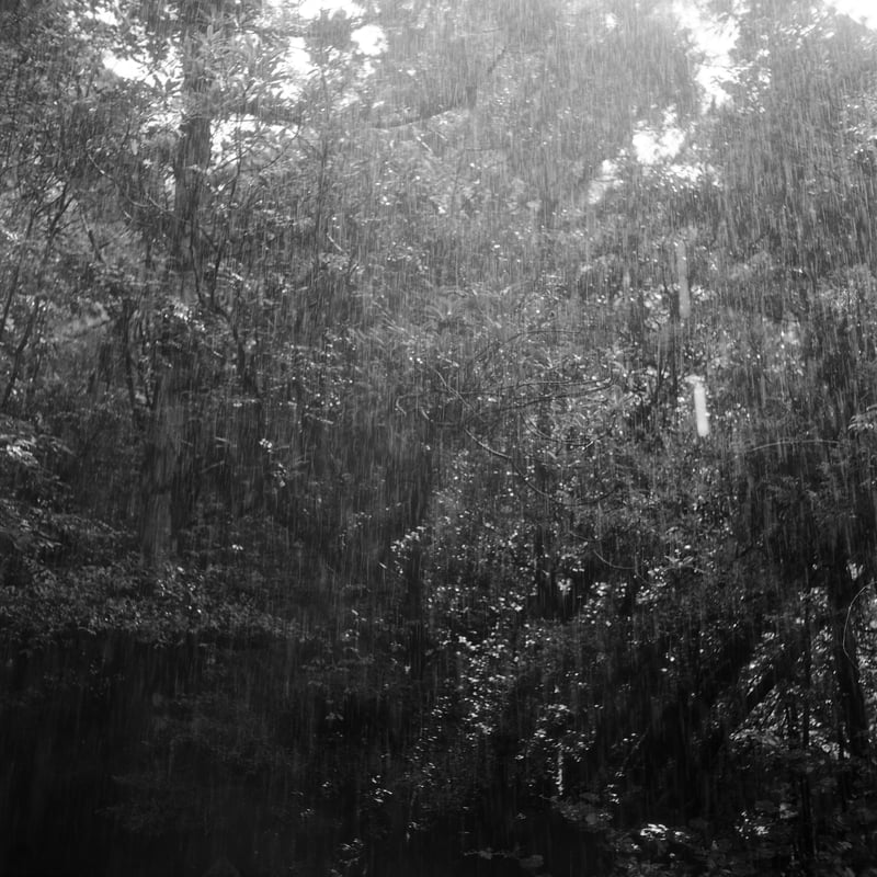 屋久島の森に降る雨。

屋久島は日本一の多雨地帯だ。
この雨が苔を育て、木々を育て、山の養分を川から海に流し、多くの魚を育て、人々に生きる糧を与える。
雨自体も川から海に流れ、南国の太陽の熱を受けて蒸発し、海風に乗って屋久島の山々にぶつかり、再び雨となって地表に降り注ぐ。

いろんなものを繋げ、循環させているのはこの雨。
山登りの途中で降られたって苦ではない。