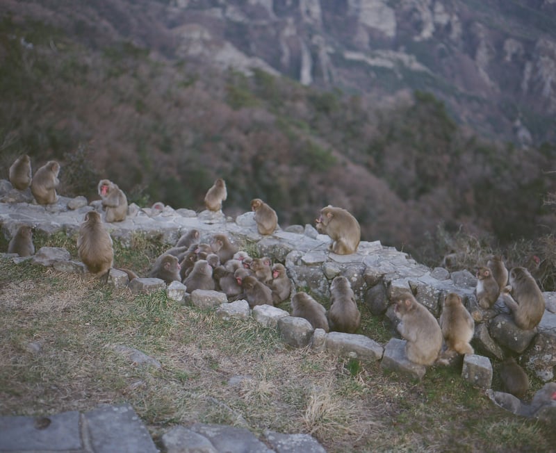 展望台で写真を撮ってたら、猿の群れに囲まれた。
なかなかない機会なので、じっくり撮らせてもらった。

島っ子は猿に襲われない行動を子供の頃に教わるのです。(笑)