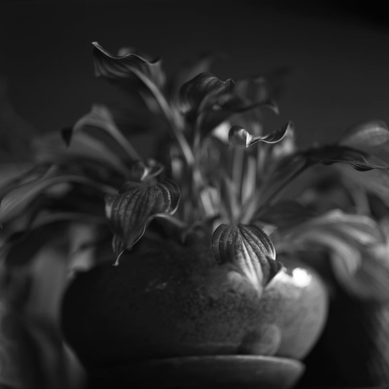 いつどこで撮ったのか覚えていないけど、
結構好きな静物写真。