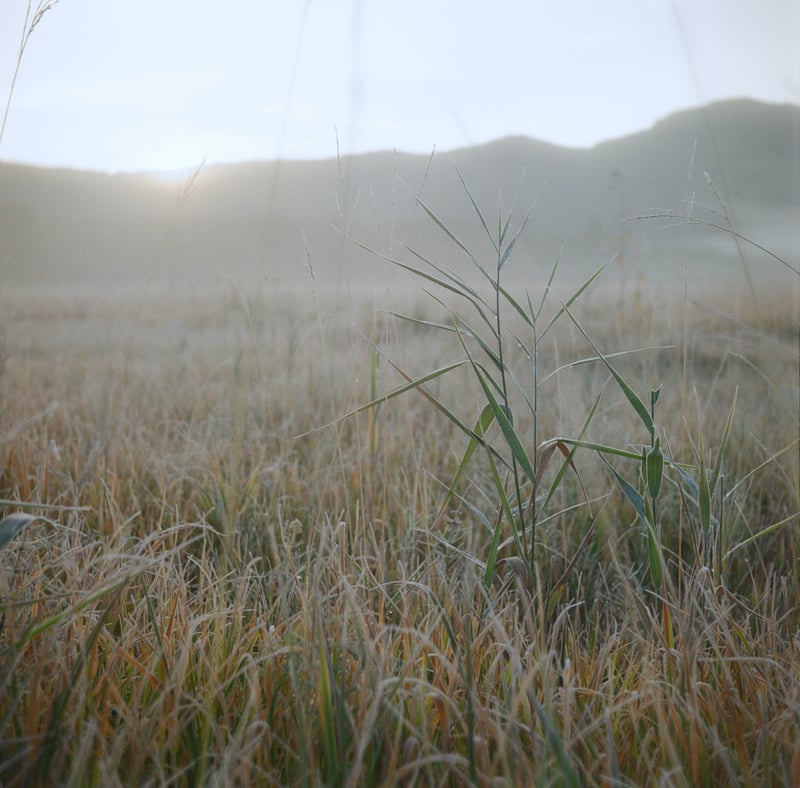 毎日暑いので、ちょっと涼しげな写真を。