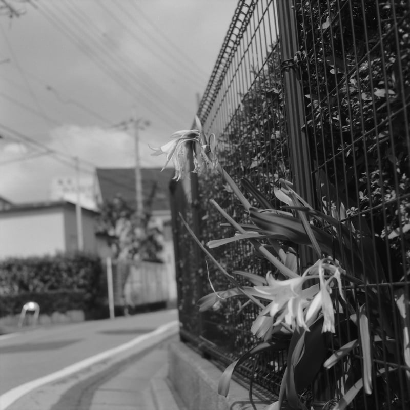 ケントメア200を使ってみた。
100/400よりドライに写る気がする。
まだ1本しか使ってないけど、ファーストインプレッション。