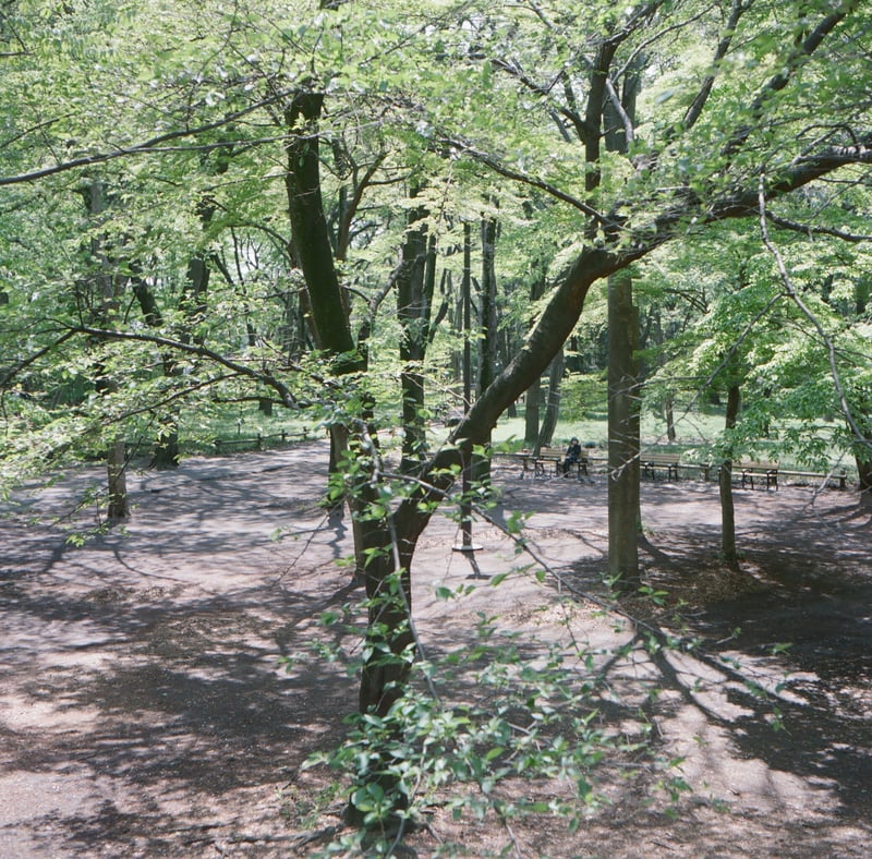 桜は、花の散ったあとの葉桜も好き。(毛虫は嫌やけど)
公園に行ったら葉桜を眺めている人がいたので遠目に1枚。