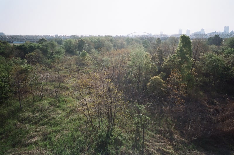 大阪市内の淀川河川敷。
ところどころ森みたいになってて気になるんやけど、まだ足を踏み入れたことはない。
絶対ヘビいるもん…