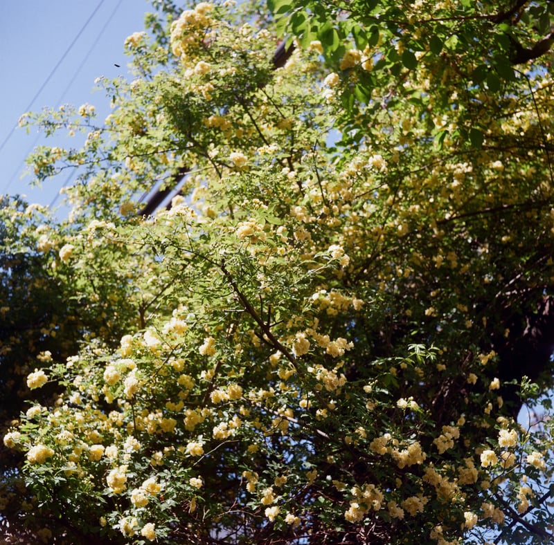 近所の木香薔薇。
毎年、桜が終わったあとの楽しみなのです。