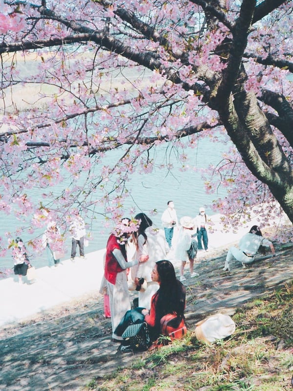デジタルだと写りすぎて、桜が少しうるさく感じてしまう気がします。フィルムぐらいの映りがちょうどよいですね。