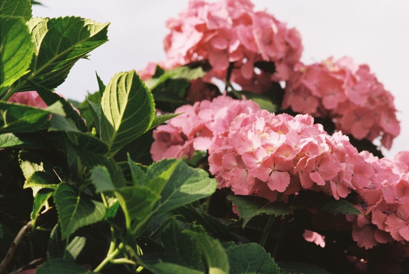 近所の紫陽花