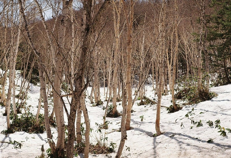 5月でも志賀高原は残雪が、、