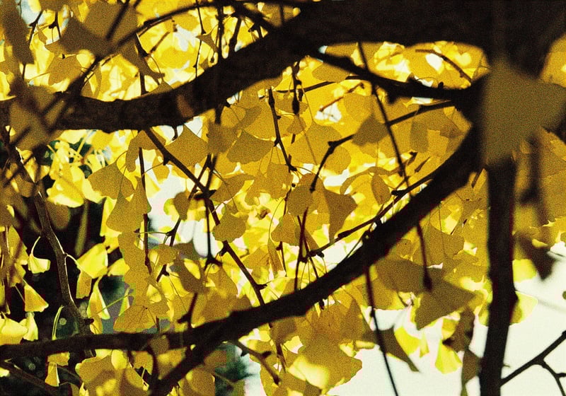 秋の終わり、冬の到来。

#フィルムさんぽ
#カメスズ
#provia400f