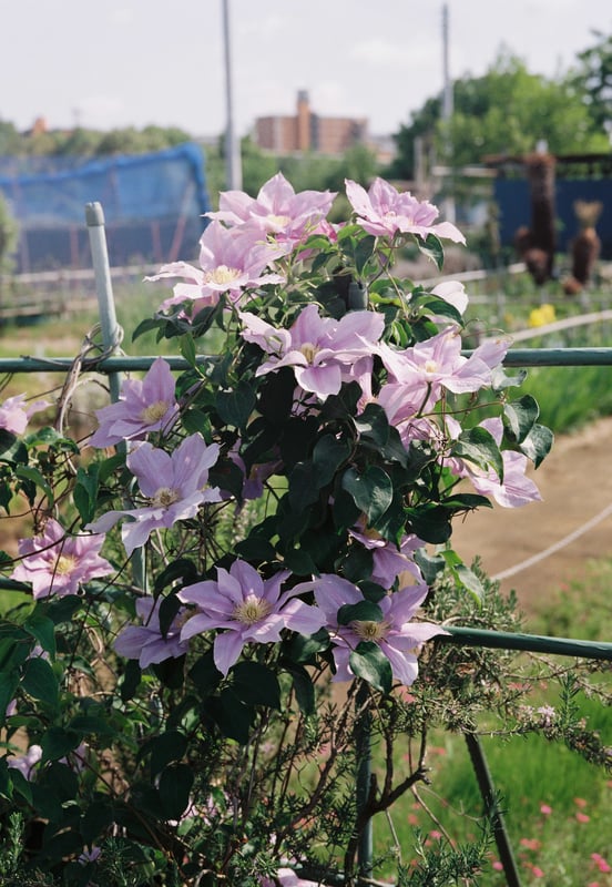 薄紫の大きな花。休日の散歩にて。