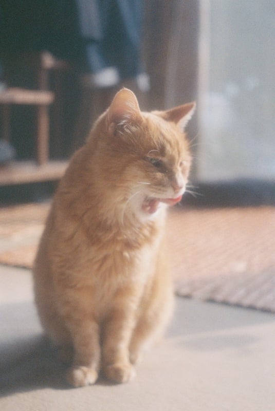 にゃんにゃん

いつも通り期限切れフィルム
ソフトフィルターは使ってないよん