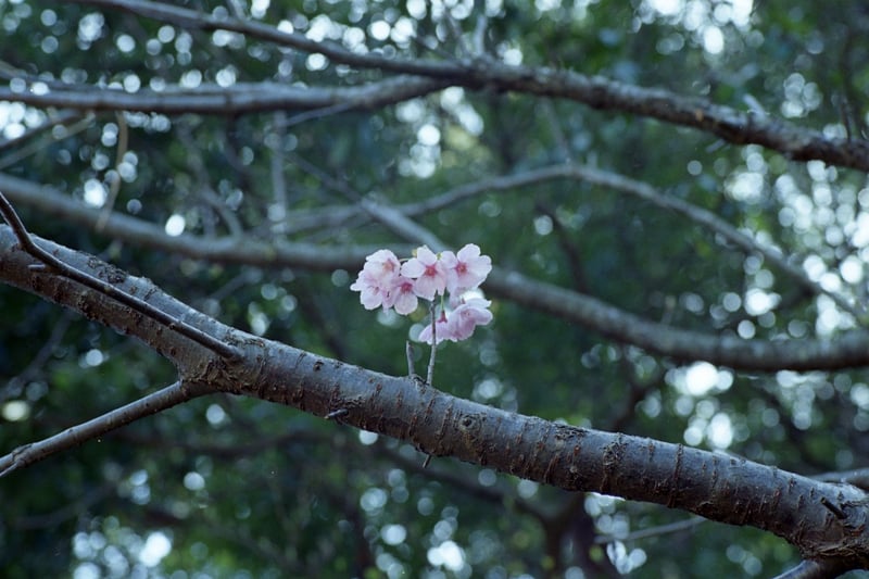 枝先にちょこっと咲いていると
別の花みたい。
一瞬、売られていた激安フィルムで撮ってみたやつ。