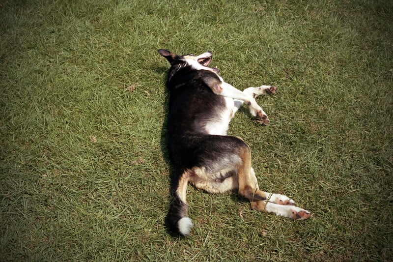 寝ている犬です。
気持ちよさそうです。