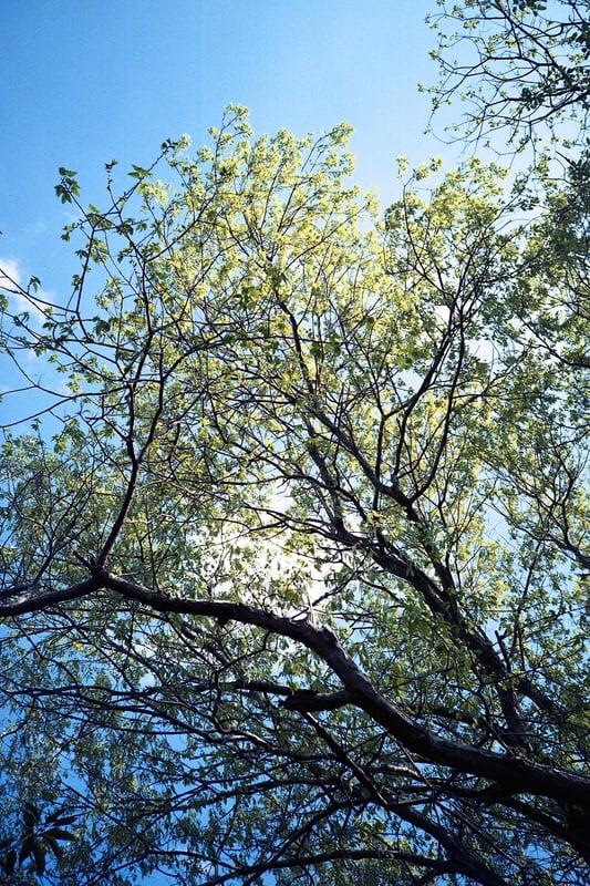 なんのことはない、公園の植木をただ見え上げただけ。
そんな光景でも、写真で切り取ると何か別の面白さが出てきそうでワクワクするざんす。
こう言う時には、デカい一眼レフとか、
なんかゴテゴテしている多機能の豪華なカメラより、
ポケットからサッと出して、シャッター押すだけでいい
AFのコンパクトが良いと思うんですよね。