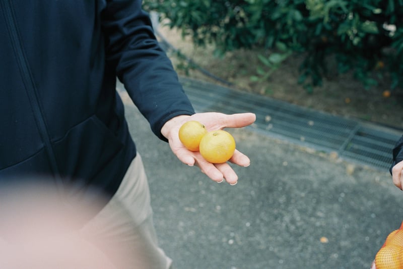 家族と近くの農園にみかん狩りへ。
父親が掌に可愛くみかんを載せていたので一枚。