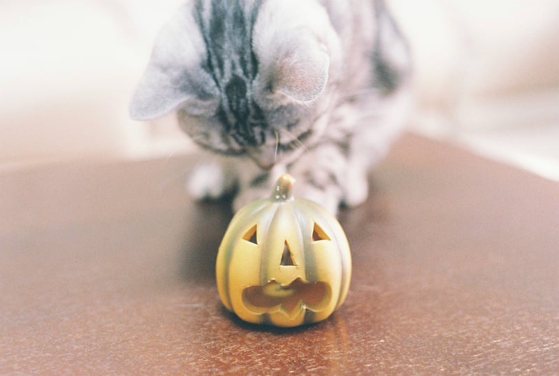 ジャックオーランタンと我が家のねこです🎃