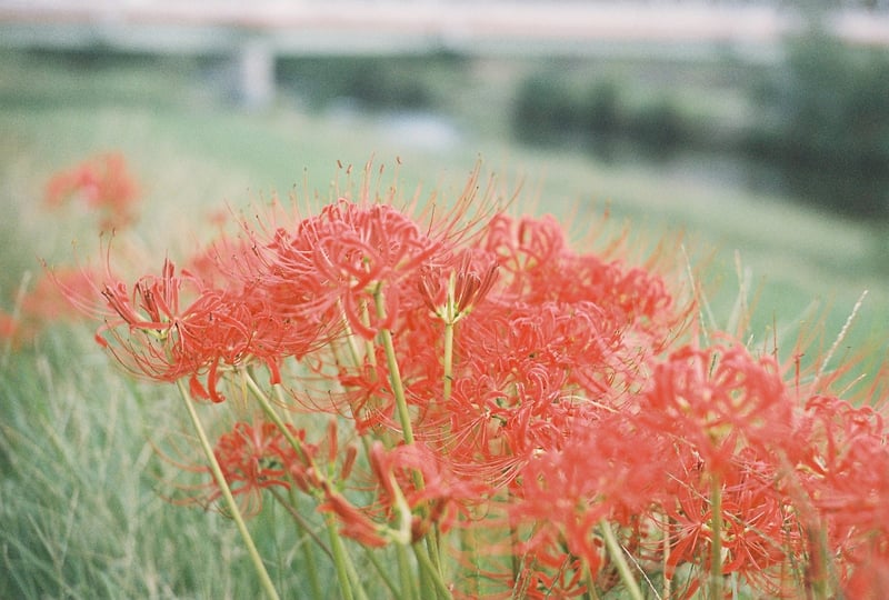 Silveraというロシア製のフィルムがあったのでソ連製のJupiter-3という50mm/1.5レンズで撮ってみた。絞りはf.2.8。絞り開放よりも少し絞るのが好きなのだ。レンジファインダーカメラなので構図はアバウト。少し色が足りない感じがSilveraのカラーっぽいのかな、と思っていたりする。