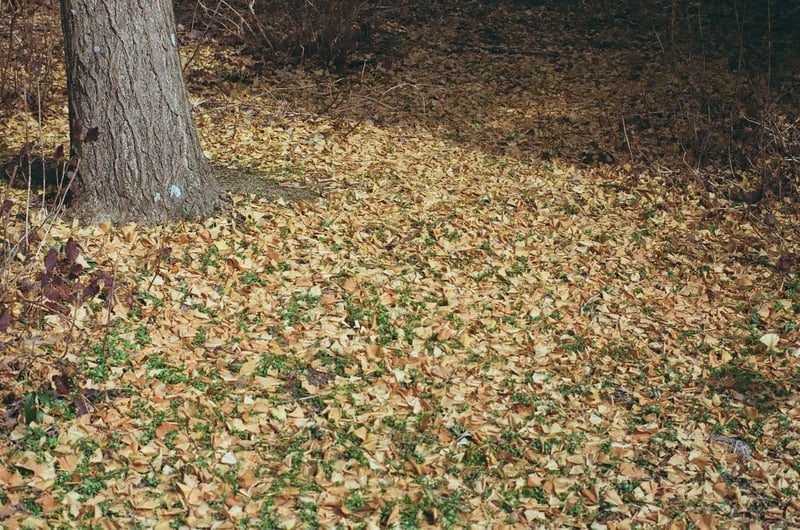 落ち葉のじゅうたんなんだな😅
凄く輝いていたのでパシャリしました🍂