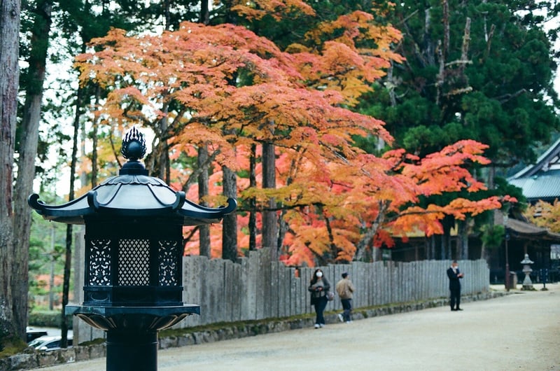 毎年恒例 １１月初めの休みに撮りに行くんですが 今年は暑い日が長かったので ズレていないか心配です📸