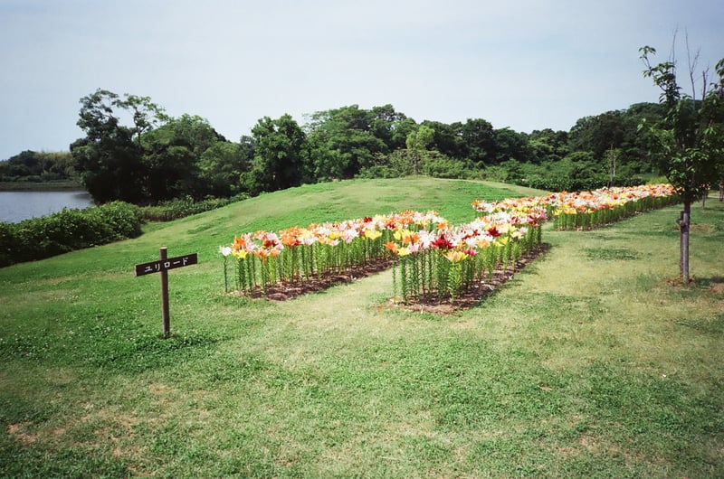 今年から始まったユリロード 池の端まで続いているので 年配の方は 途中で諦めていました😐