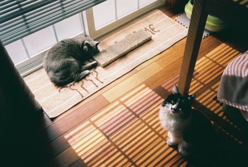 猫の日向ぼっこ良いですよね
一緒にしたいけど人間大きすぎる汗