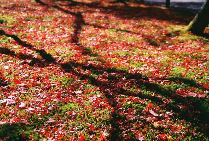 木の影と紅葉が交差してるのが面白くて📸