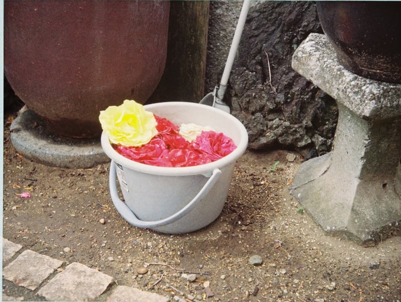 お庭のバラをチョキチョキ