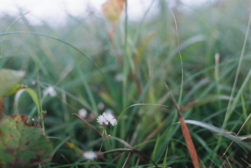 秋の始めの天山で。

花の名前をよく知らないので、いつも現像からあがってきた画像で調べて、少しずつ覚えてます。覚え悪いけど。

2024.9