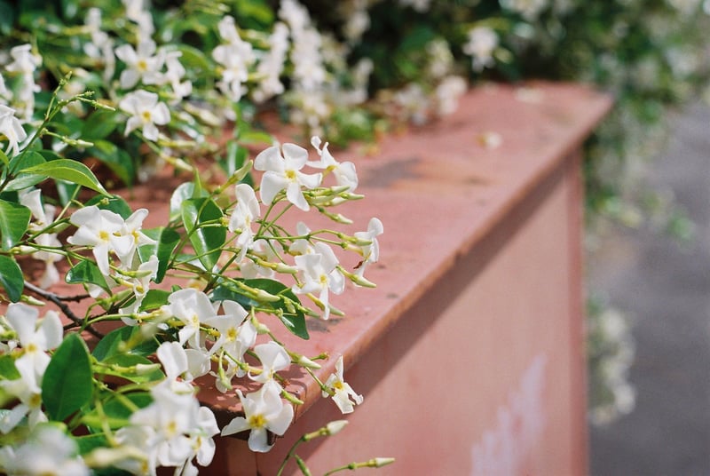 小さな集落の石垣
テイカカズラの花が満開だった。5月。