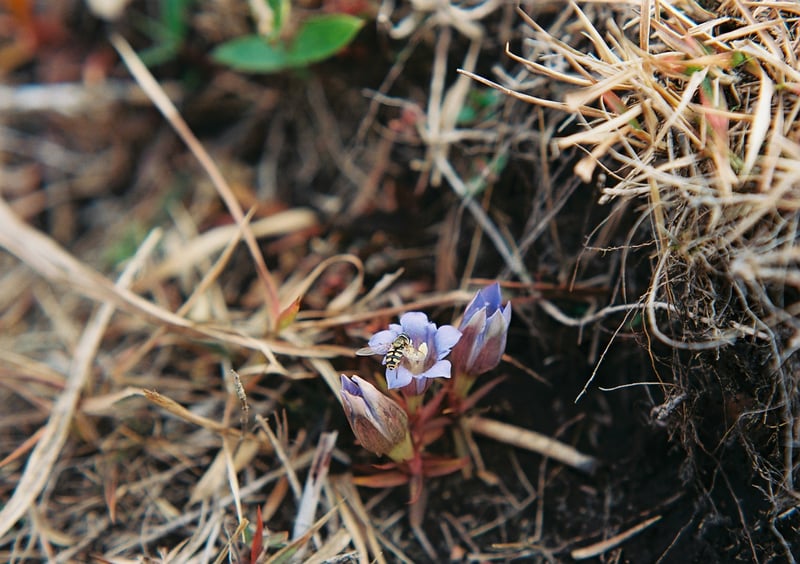 秋枯れの湿原で
一株咲いてたリンドウに花虻。霧島甑岳。

2022.11