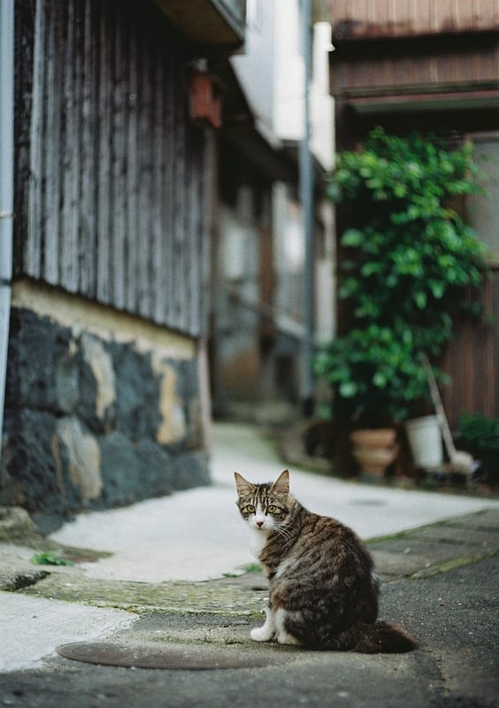 昨日の写真と同じ猫。
呼子は坂の町、路地の町。

2023.6