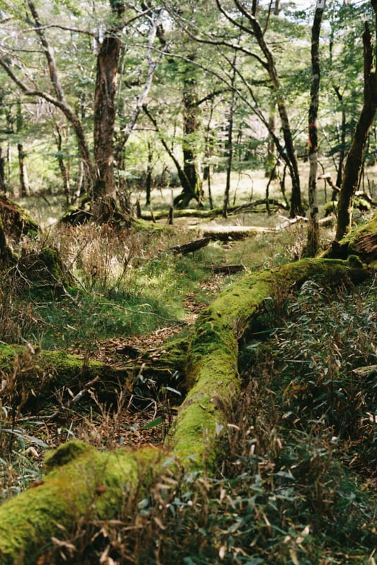 苔むした森、歩くのが楽しい。
白鳥山。