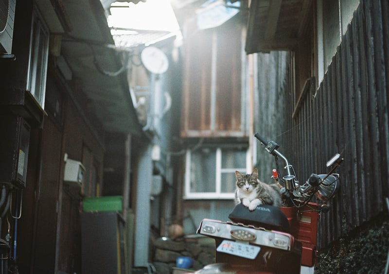 佐賀県呼子での猫旅で。
このあとこっちに来てくれた。

2023.6