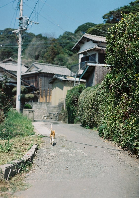 猫に付いていく

2023.4