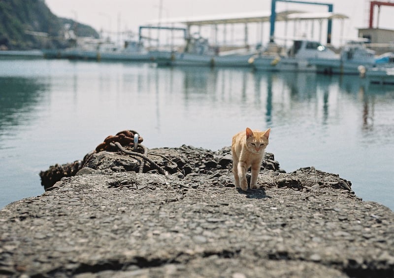 海辺に出てきたり、自由に暮らしてます。

2023.4