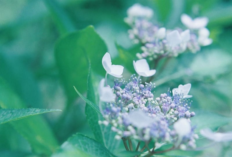 梅雨は好きではないけど
紫陽花は好き❤︎