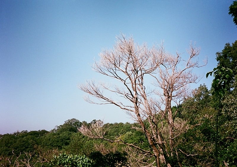 極楽寺にて。