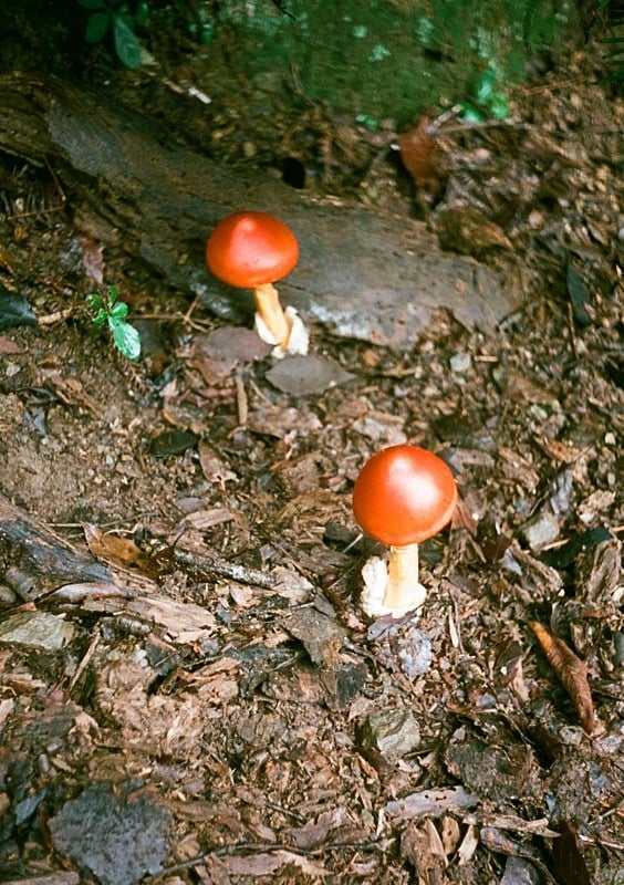 食べれます。
阿武山にて。