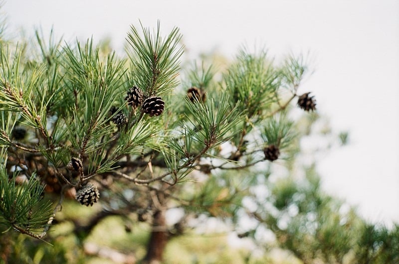 河平連山にて。