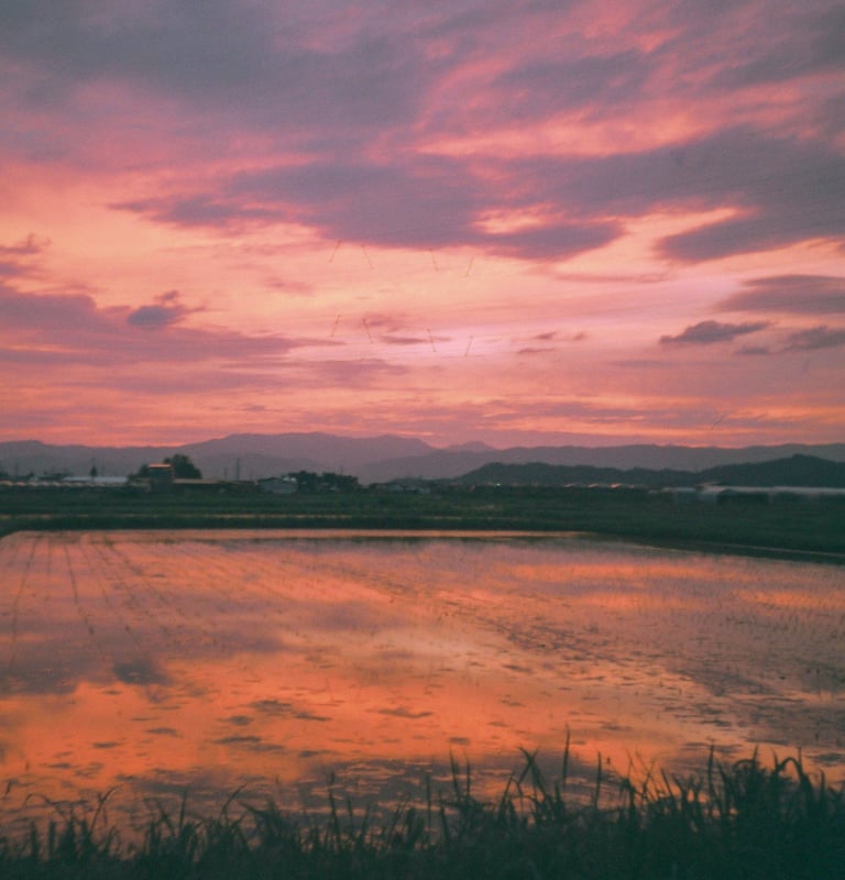 21年前の期限切れのフィルムで撮った1枚。田んぼと夕日。

上部が前の写真と被っていて、横に余計なものが写っていたのでトリミングしました。ここまで切り取ったなら真四角にすれば良かっな笑