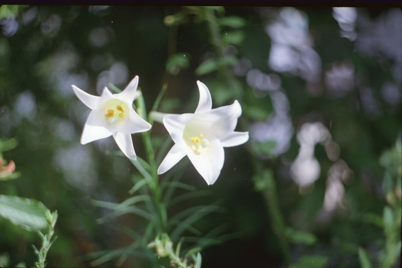 KMZ Start
Helios-44
Ektar 100