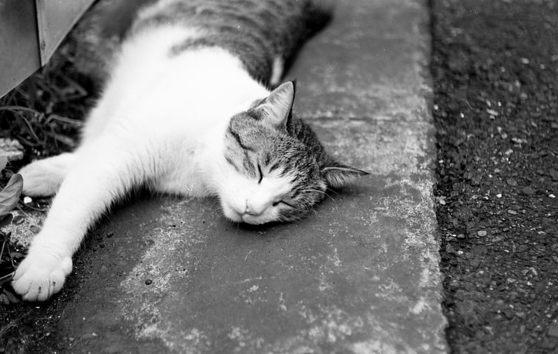 欠勤者が出て急遽夜勤に。昨夜から12時間働いた今の私はこの猫のように眠りたい気分なんですよ。