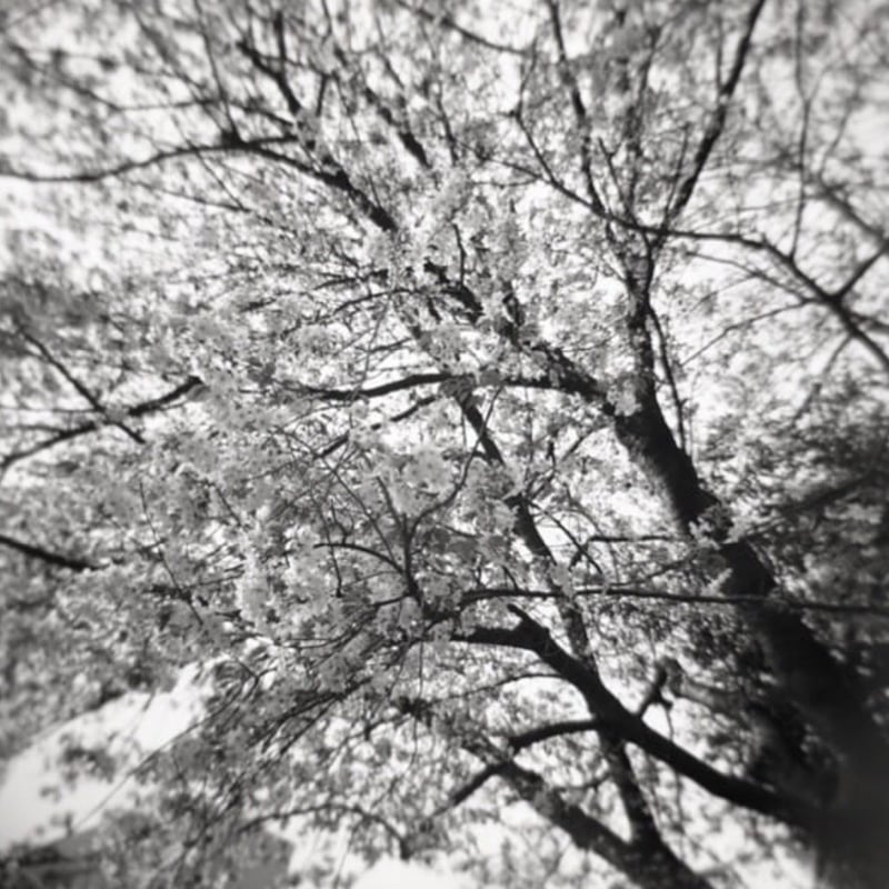 Holgaで桜を撮りましたよ。