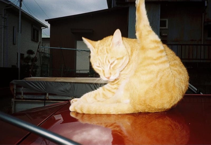 お茶目な猫さんに会いましたよ。