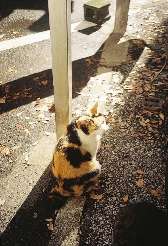 新宿の猫。