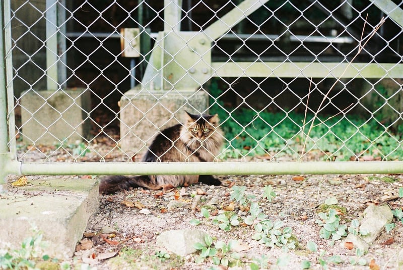 フィルムカメラで最初に取った写真