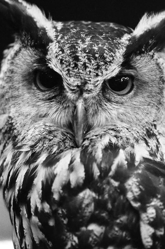 フクロウの鋭い眼差しが静寂を貫く。