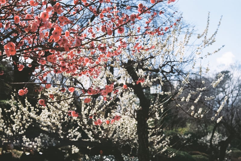 大倉山公園にて満開の梅を撮影